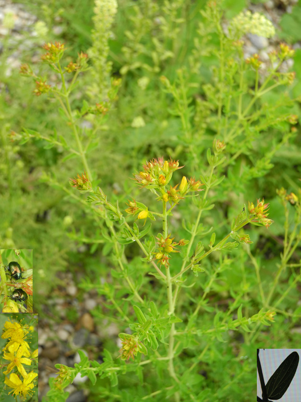 Hypericum perforatum L.